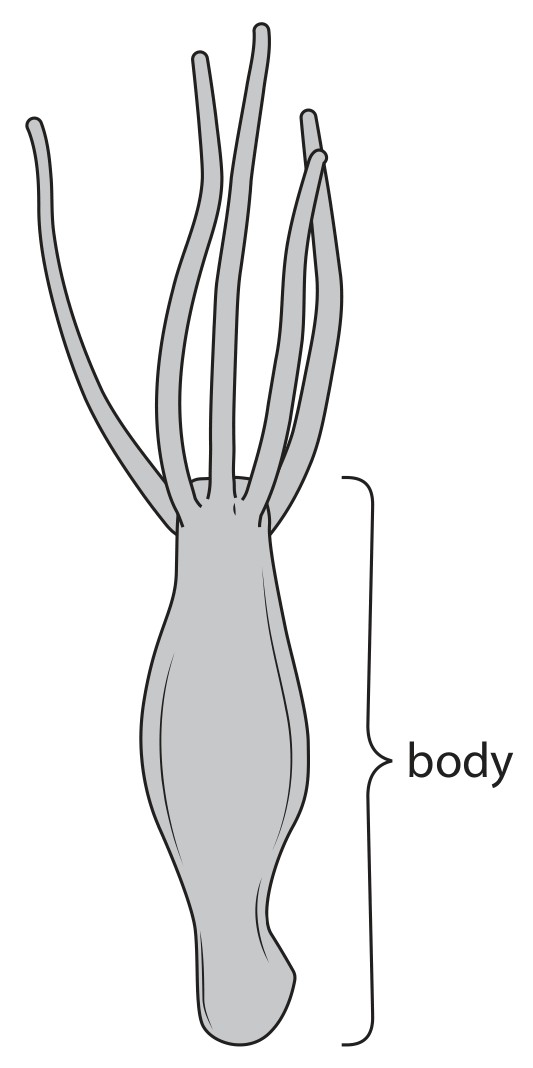Figure for Question 1 — Edexcel A-Level Biology AS