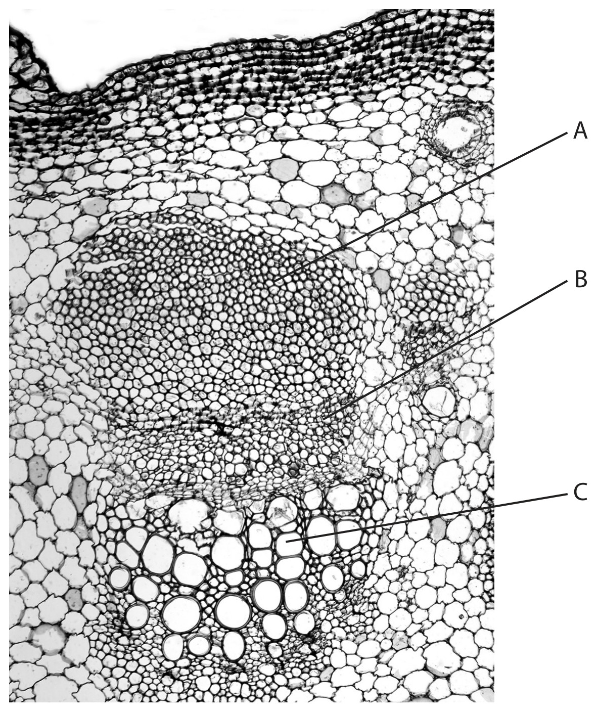 Figure for Question 9 — Edexcel A-Level Biology AS