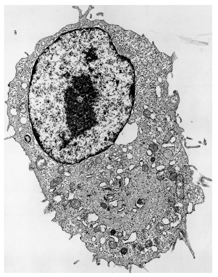 Figure for Question 9 — Edexcel A-Level Biology AS