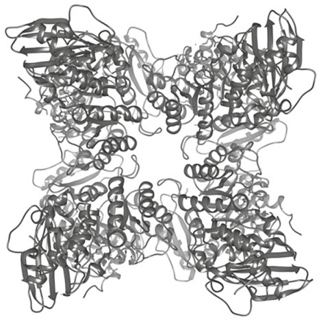 Figure for Question IB Biology SL C1.1.4 Enzymes As Globular Proteins Questions question 1 — IB Biology SL
