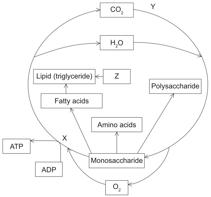 Figure for Question IB Biology SL C1.1.3 Anabolic and Catabolic Reactions Questions question 1 — IB Biology SL