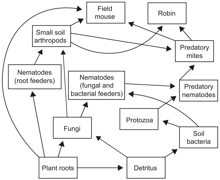 Figure for Question IB Biology SL C4.2.14 Restrictions on Trophic Levels Questions question 1 — IB Biology SL