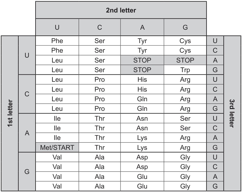 Table for Question IB Biology SL D1.2.9 Using Genetic Code Table Questions question 1 — IB Biology SL