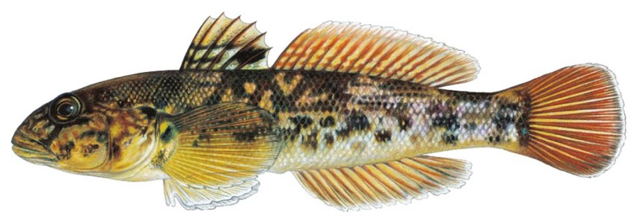 Figure 9(b): Round goby (Neogobius melanostomus)