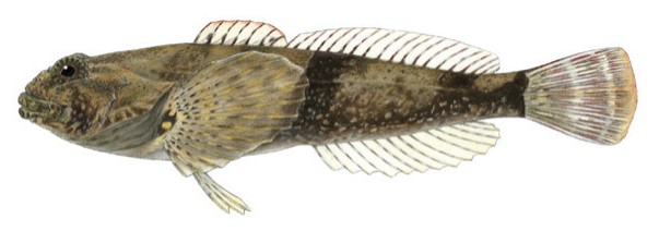 Figure 9(b): Mottled sculpin (Cottus bairdii)