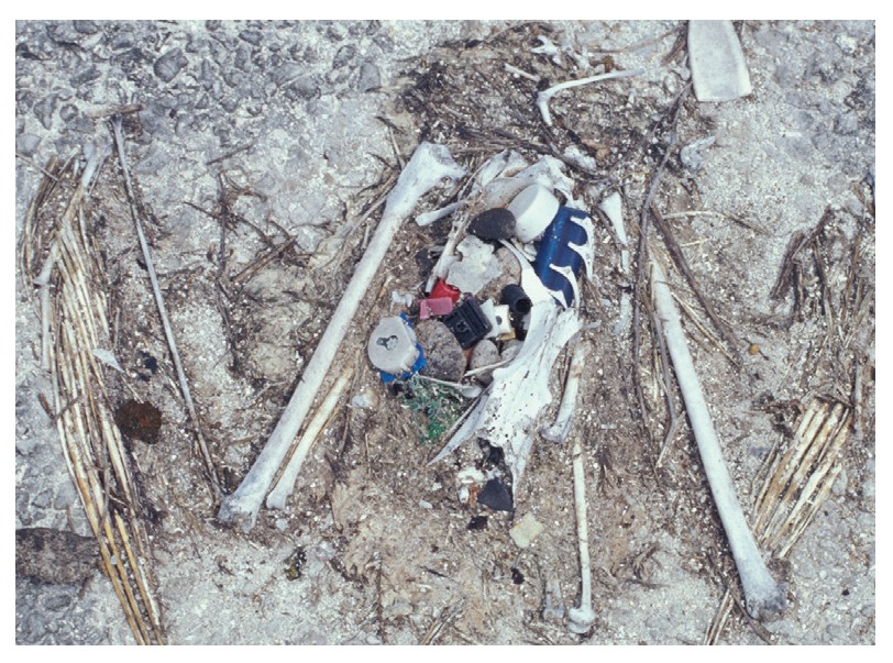 Figure: Dead albatross chick with plastic garbage in stomach