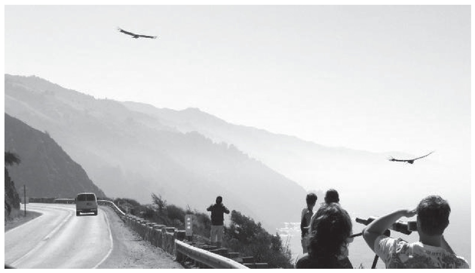 Figure: Tourists watching condors on the Californian coast
