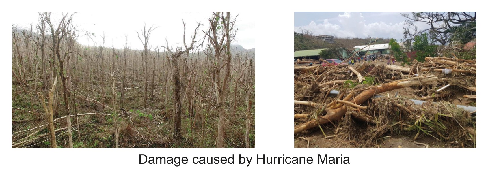 Figure 3(c): Impacts of Hurricane Maria