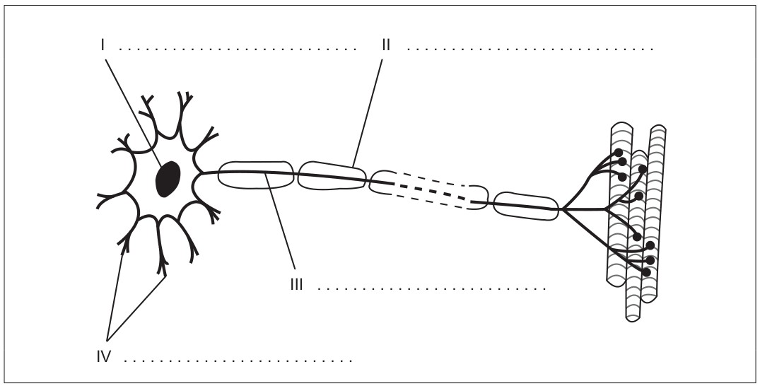 Figure for Question IB Biology SL C2.2.3 Nerve Impulses As Action Potentials Questions question 1 — IB Biology SL