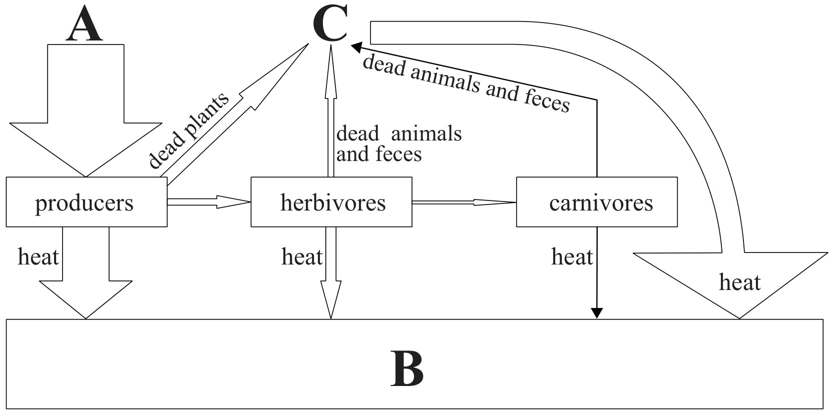 Energy flow through an ecosystem
