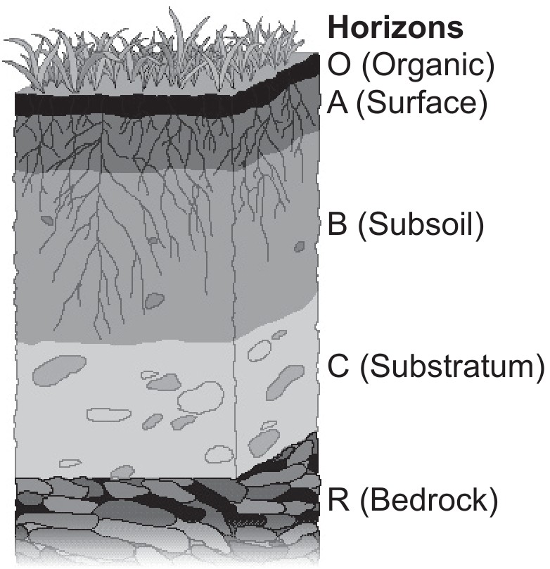 Horizons in a typical soil profile