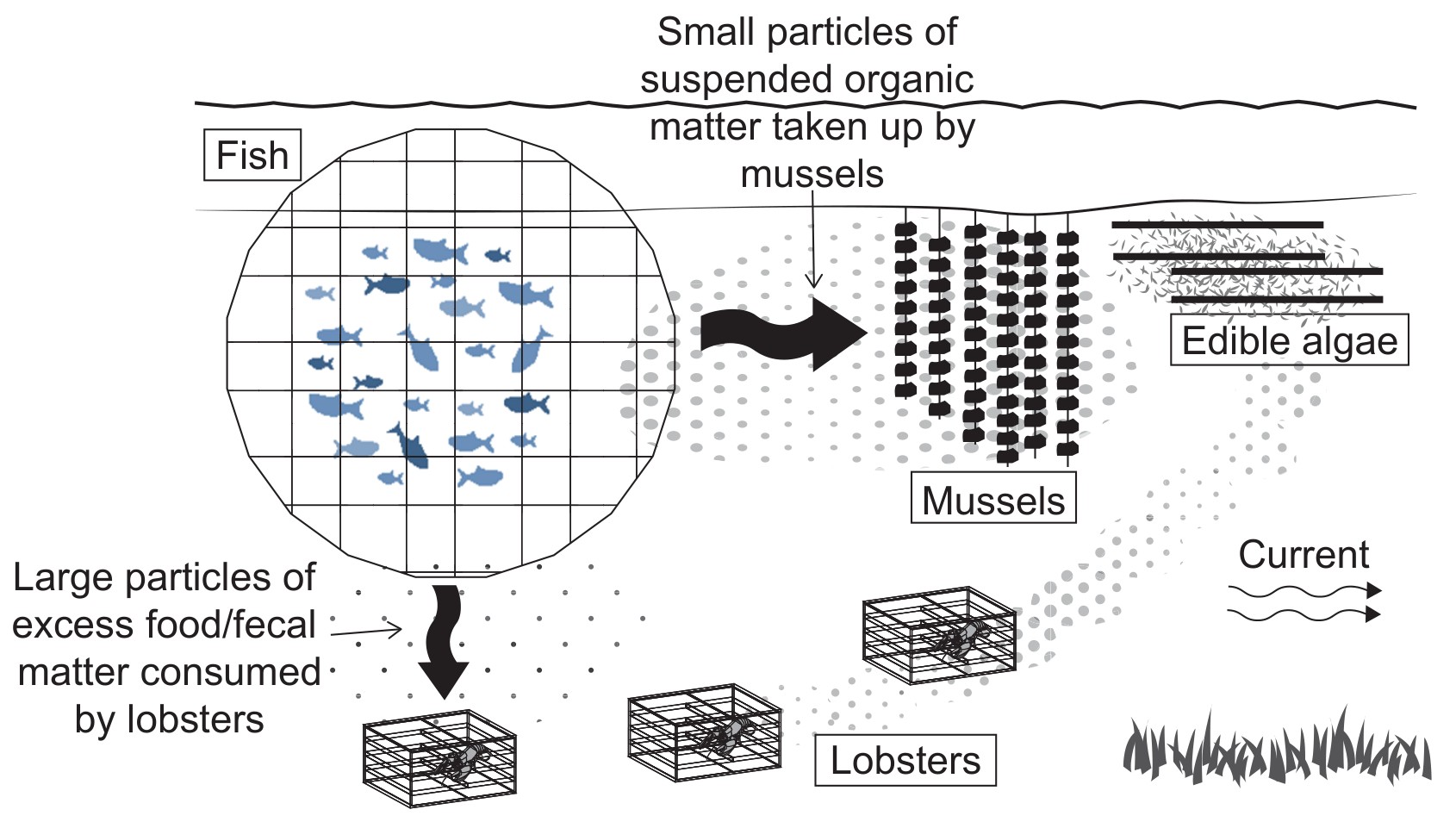 Integrated aquaculture system