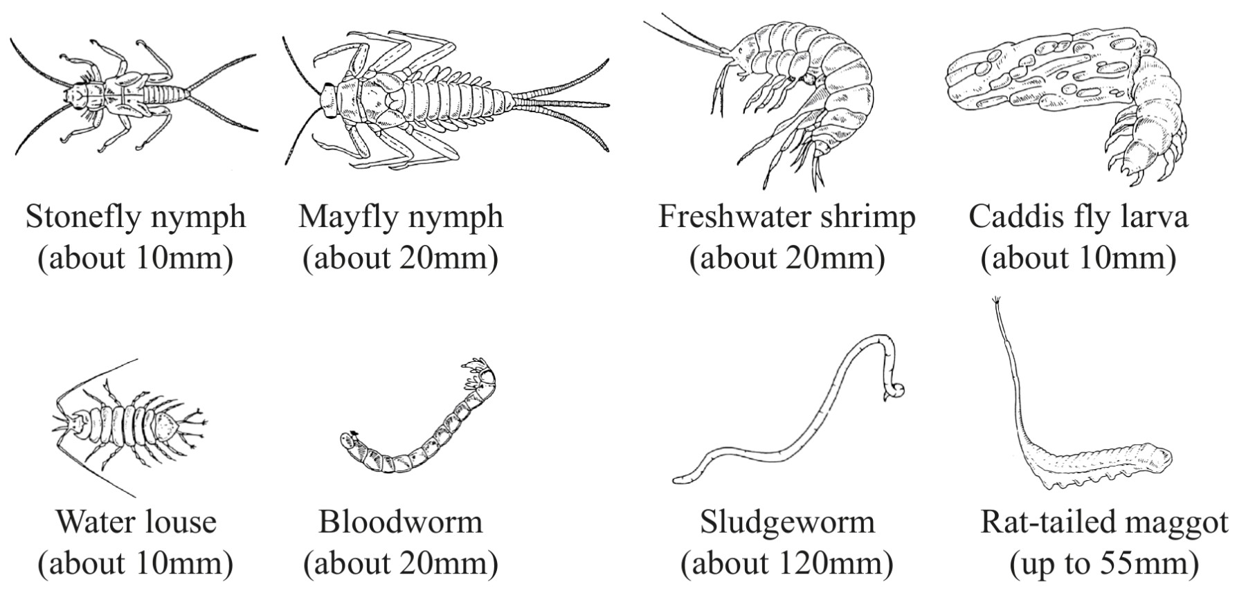 Eight freshwater organisms