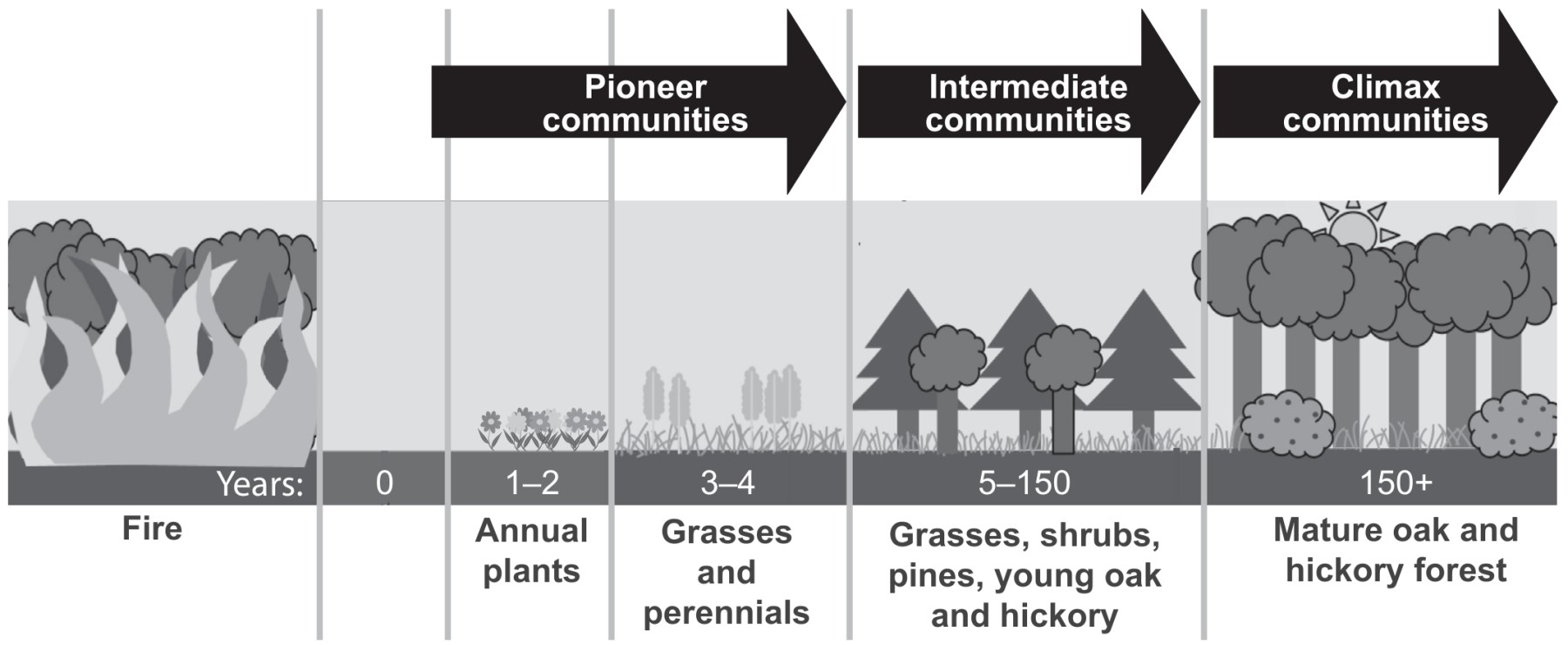 Stages of ecological succession after fire