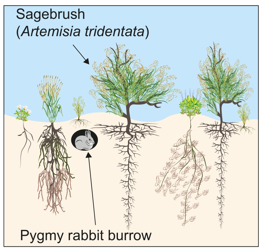 Figure: Sagebrush ecosystem without invasive cheatgrass