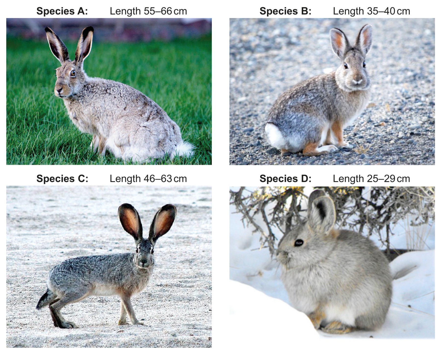 Figure: Four species of the family Leporidae