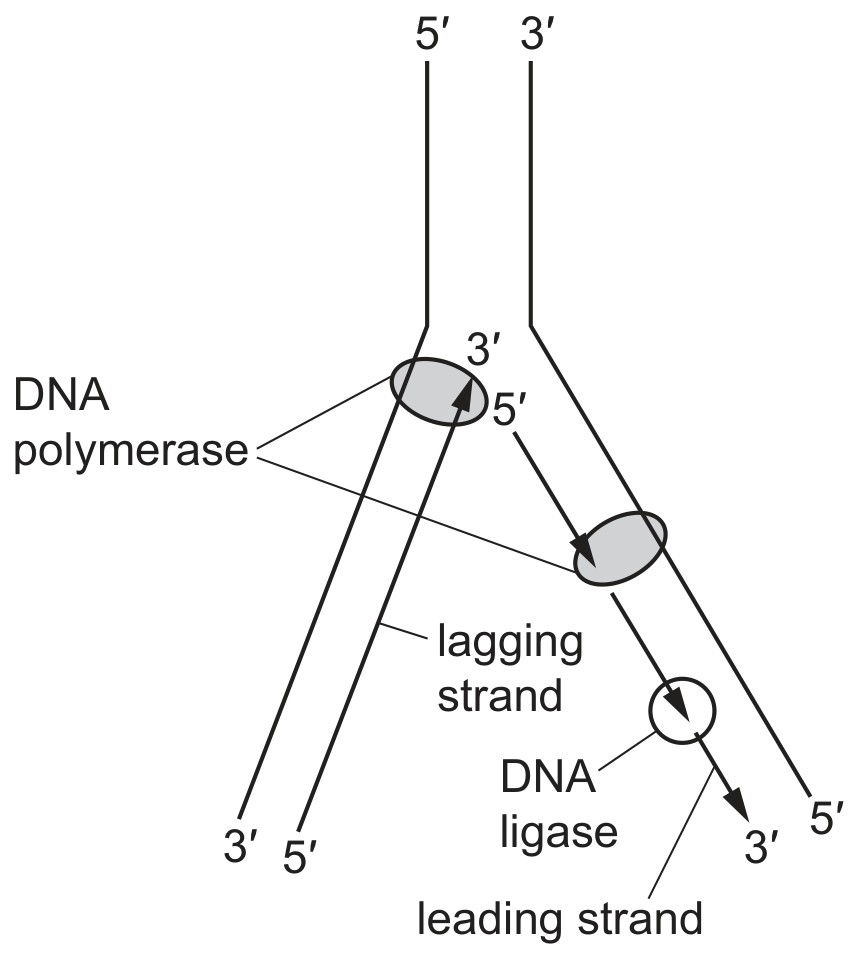 Figure for Question CAIE A-Level Biology AS 6.1.5 Semi Conservative Dna Replication Questions question 1 — CAIE A-Level Biology AS — Option C