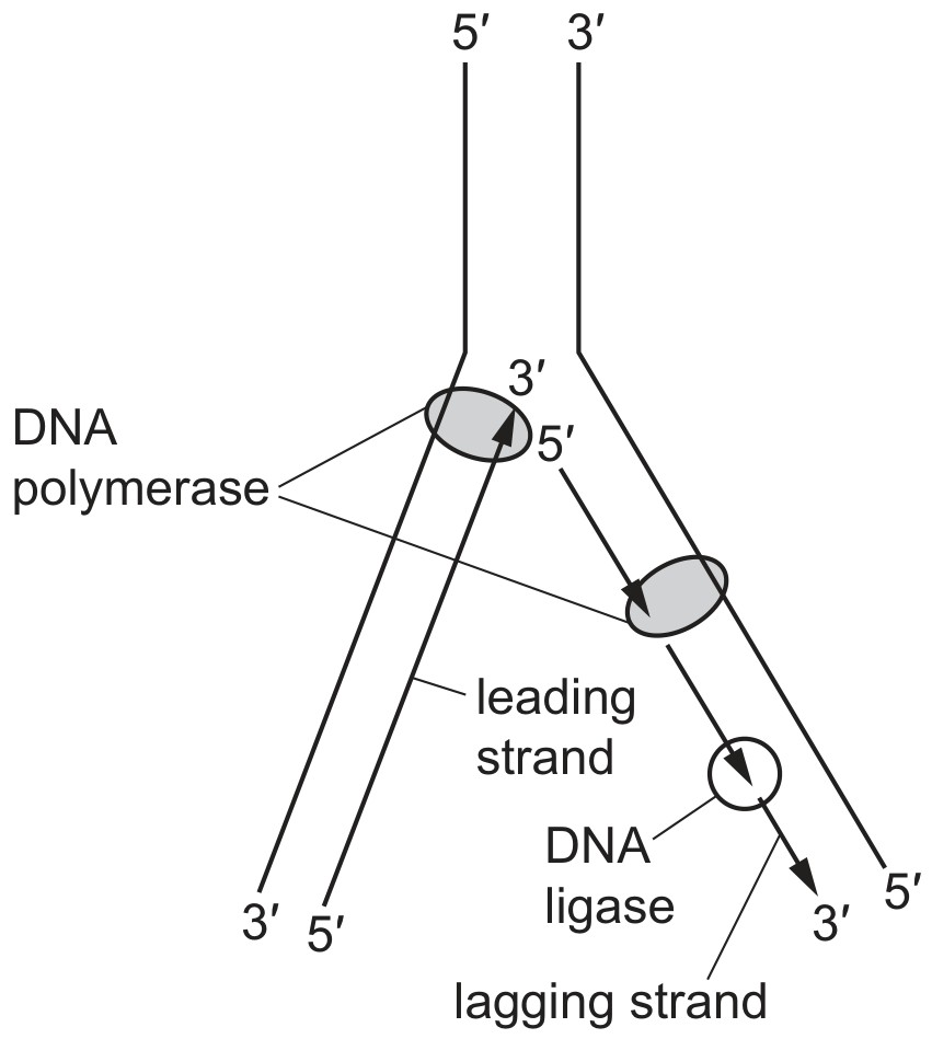 Figure for Question CAIE A-Level Biology AS 6.1.5 Semi Conservative Dna Replication Questions question 1 — CAIE A-Level Biology AS — Option D