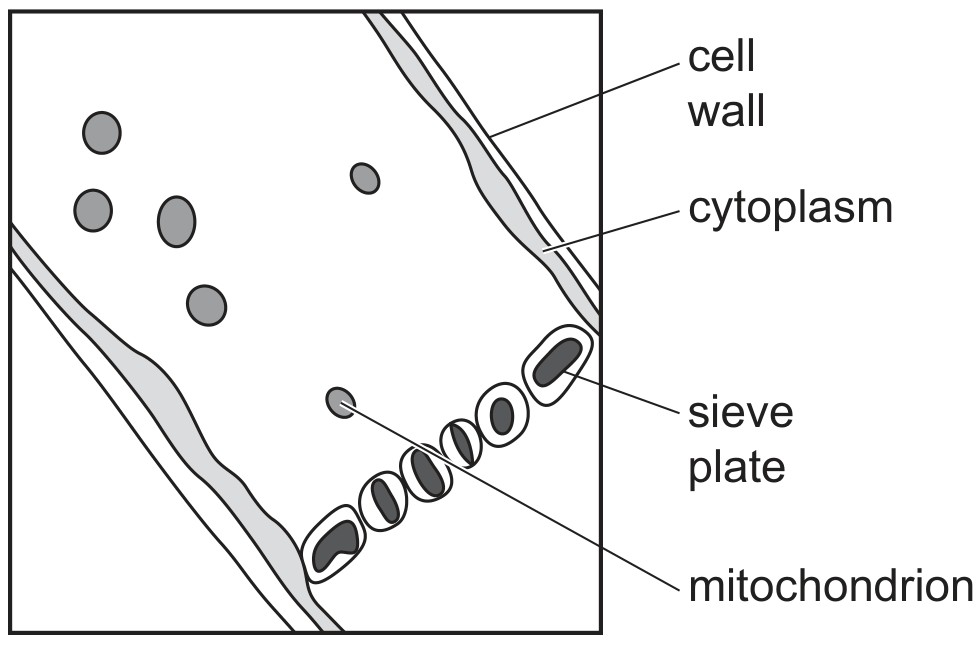 Figure for Question 3 — CAIE A-Level Biology AS — Option D