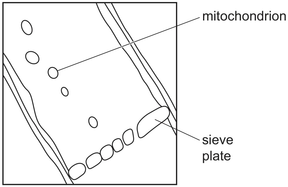 Figure for Question 3 — CAIE A-Level Biology AS — Option B