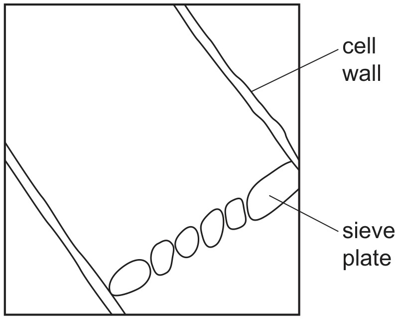 Figure for Question 3 — CAIE A-Level Biology AS — Option A