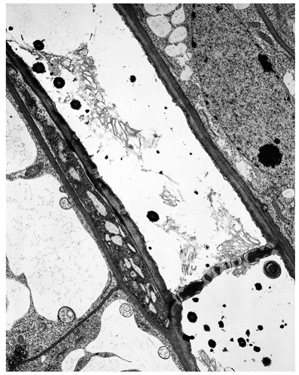 Figure for Question 3 — CAIE A-Level Biology AS