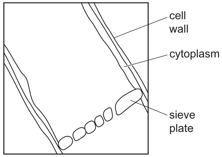 Figure for Question 3 — CAIE A-Level Biology AS — Option C
