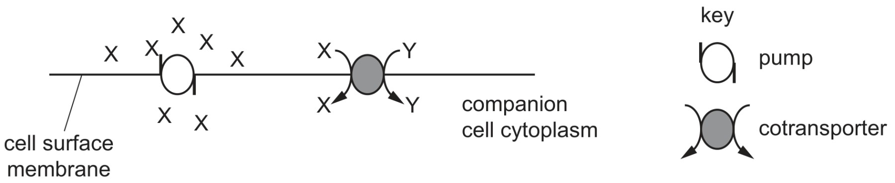 Figure for Question CAIE A-Level Biology AS 7.2.7 Companion Cells Transfer Assimilates Questions question 1 — CAIE A-Level Biology AS