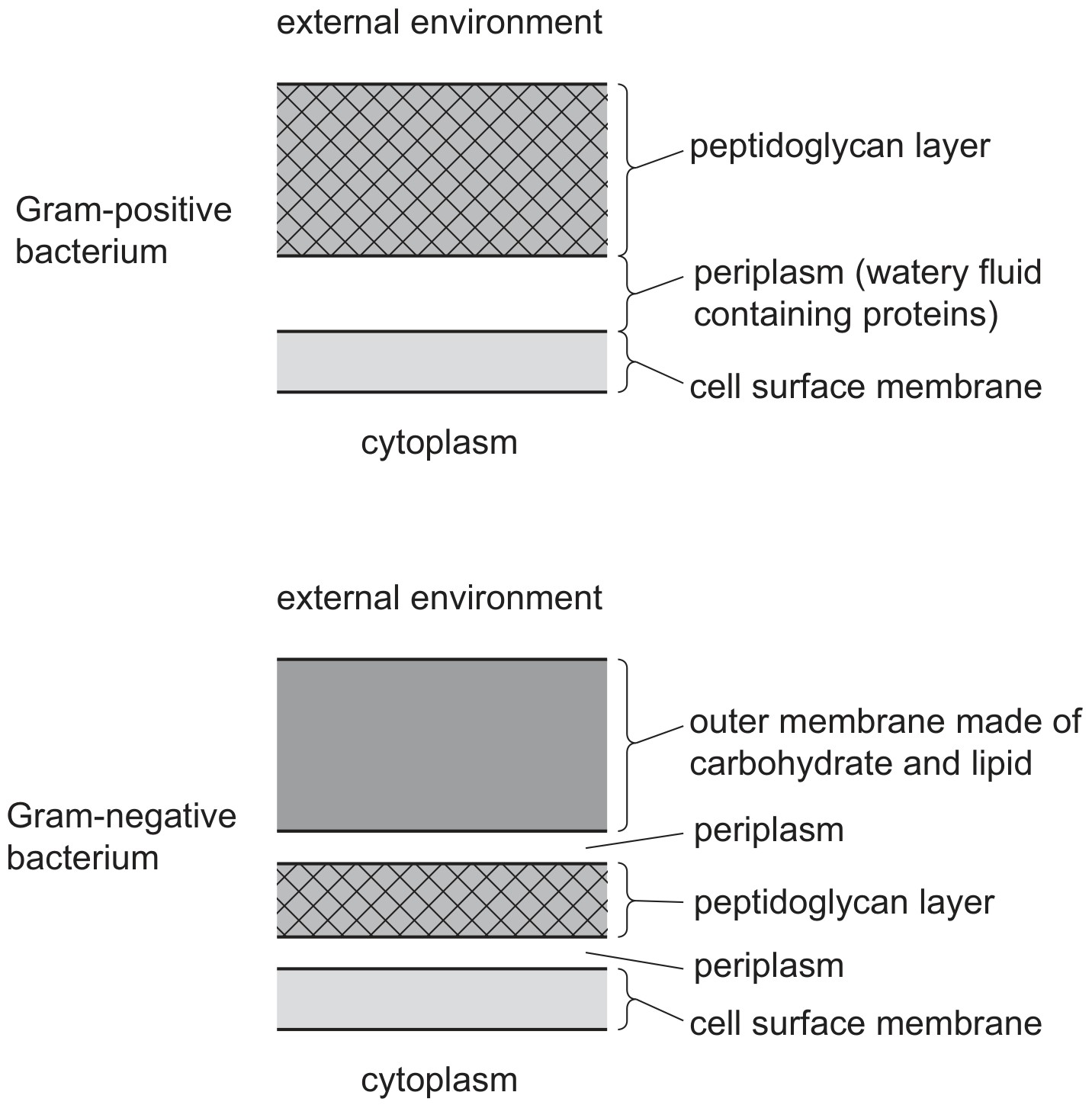 Figure for Question 2 — CAIE A-Level Biology AS