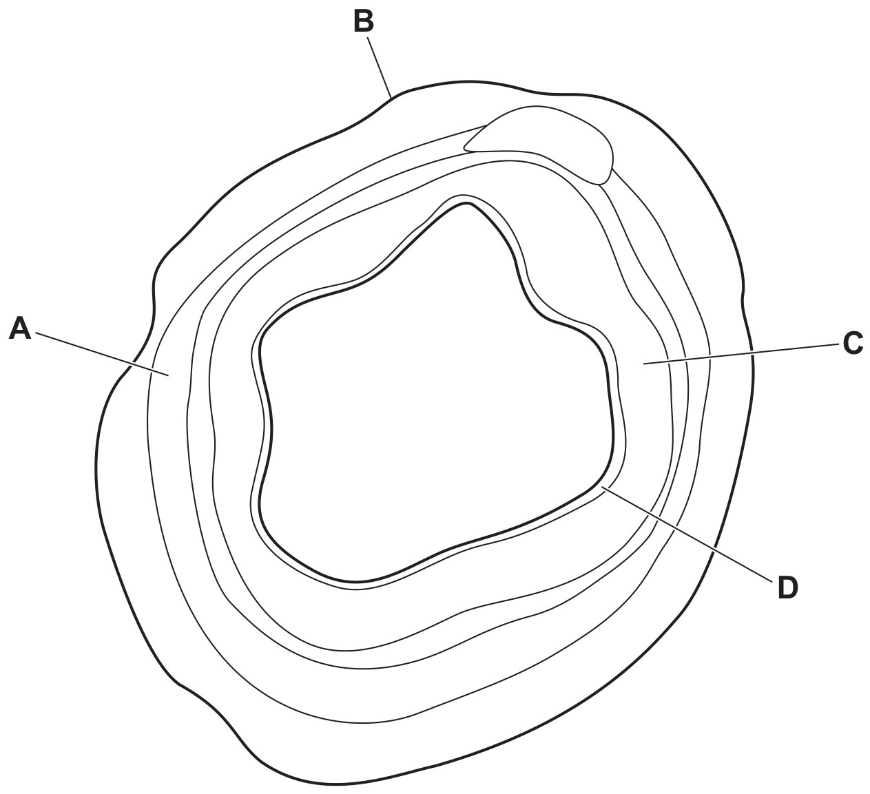 Figure for Question CAIE A-Level Biology AS 9.1.6 Airway and Alveolar Tissue Functions Questions question 1 — CAIE A-Level Biology AS