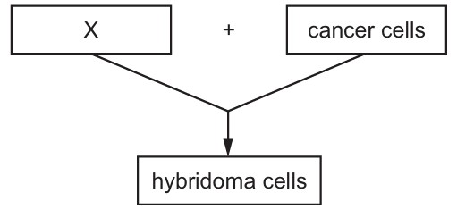 Figure for Question 2 — CAIE A-Level Biology AS
