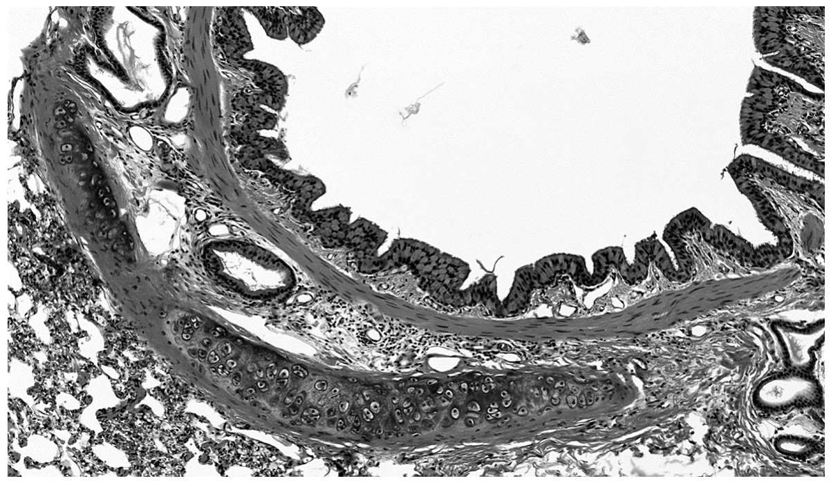 Figure for Question 3 — CAIE A-Level Biology AS