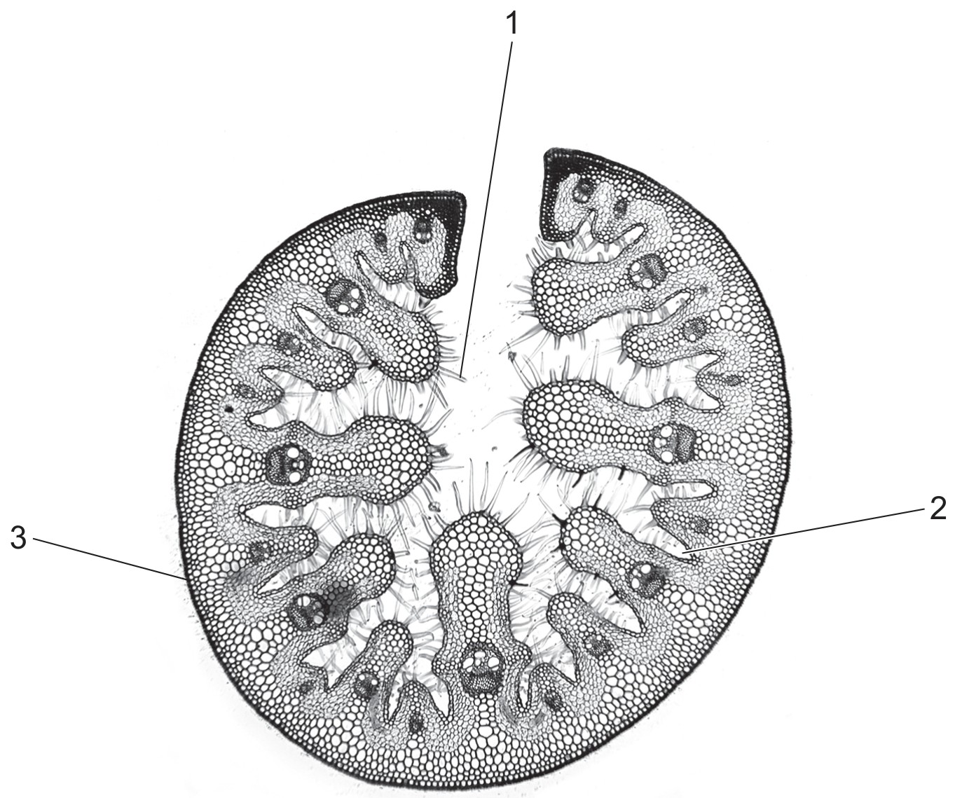 Figure for Question CAIE A-Level Biology AS 7.2.5 Xerophytic Adaptations Questions question 1 — CAIE A-Level Biology AS