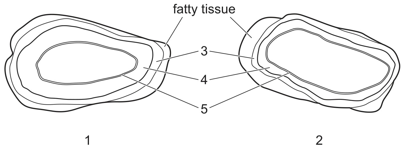 Figure for Question CAIE A-Level Biology AS 8.1.5 Plan Diagrams of Arteries and Veins Questions question 1 — CAIE A-Level Biology AS
