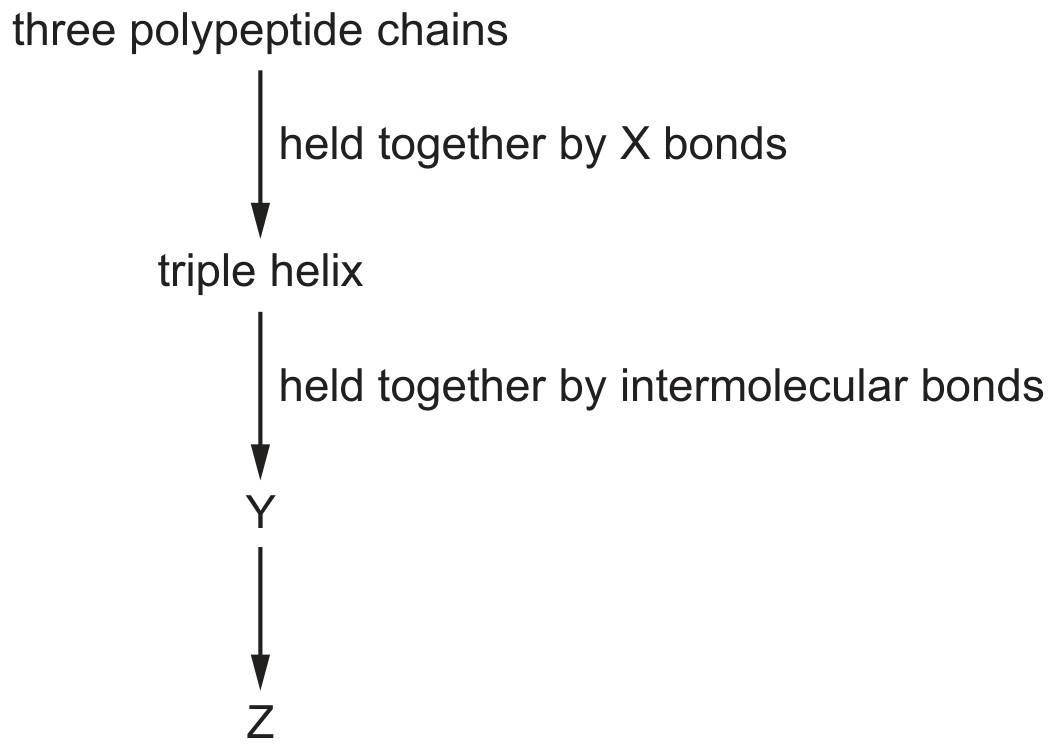 Figure for Question CAIE A-Level Biology AS 2.3.8 Collagen Structure Questions question 1 — CAIE A-Level Biology AS