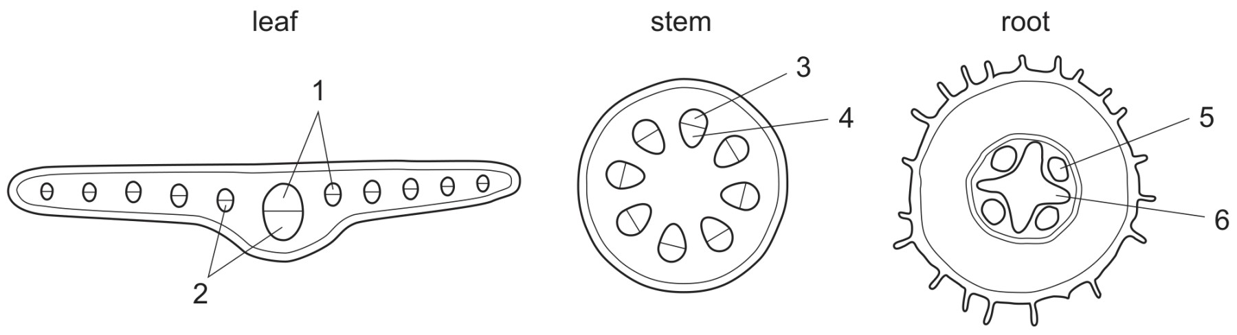 Figure for Question 2 — CAIE A-Level Biology AS