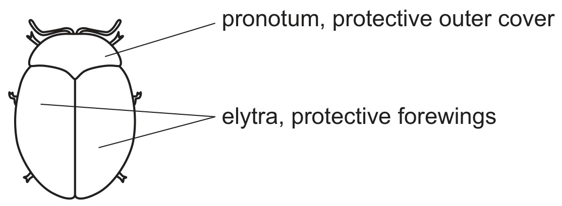 Fig. 3.1