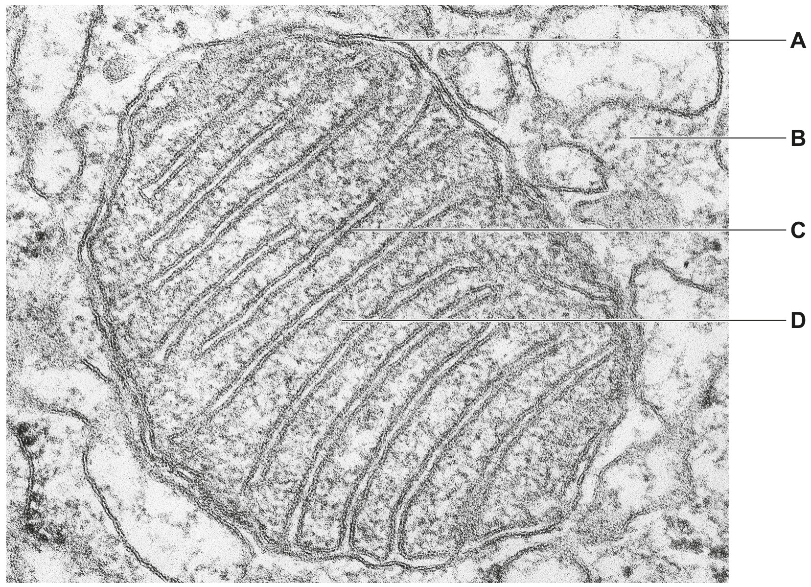 Fig. 1.1