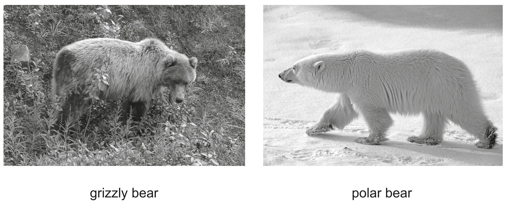 Fig. 8.1 shows a grizzly bear and a polar bear.
