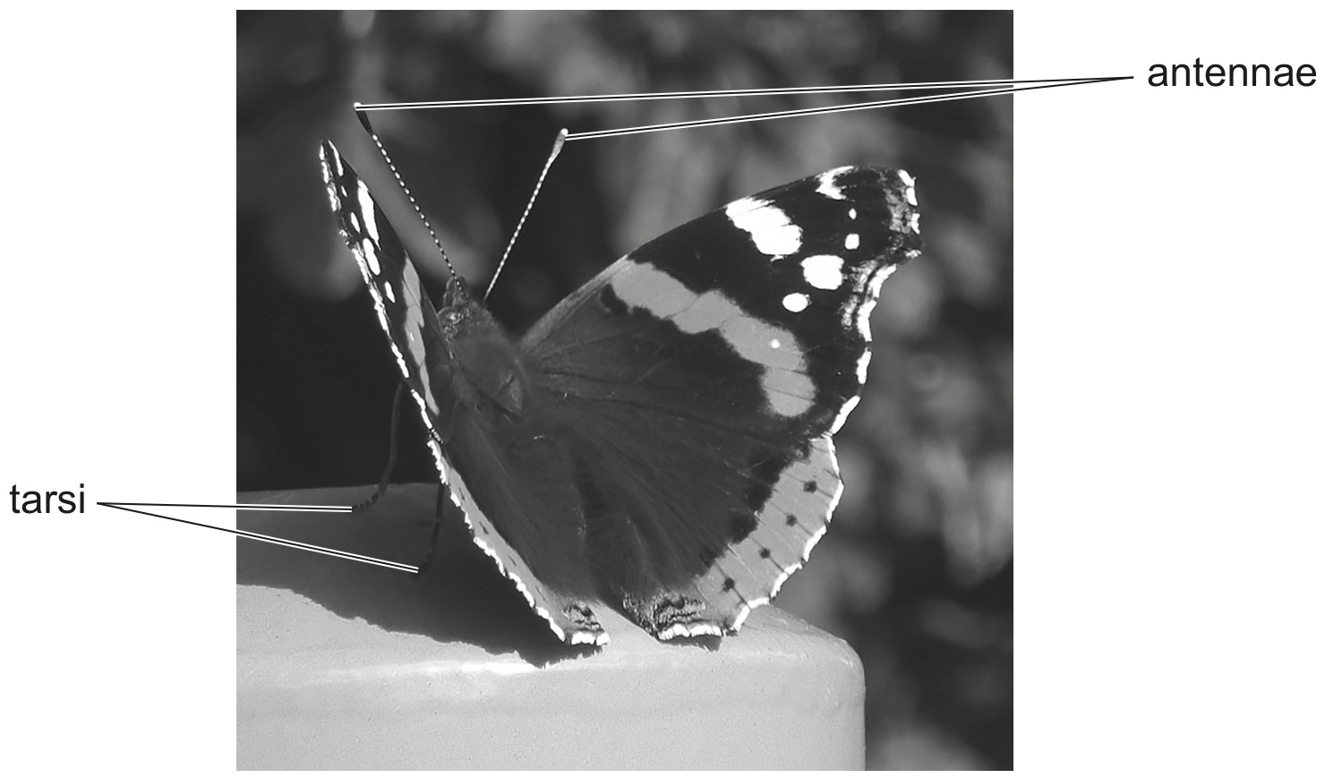 Fig. 10.1