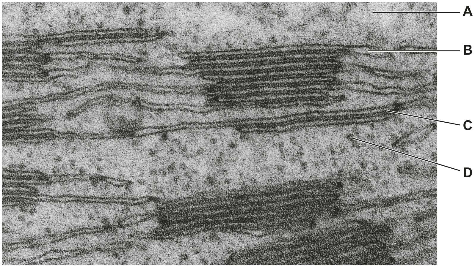 Fig. 1.1