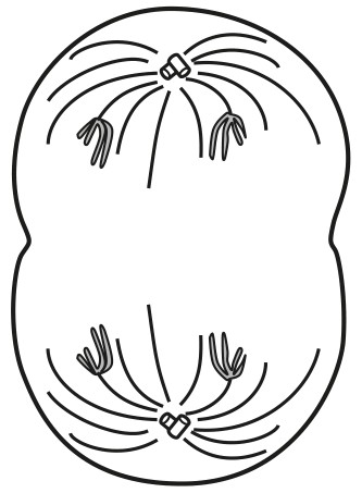 Figure for Question (a) — CAIE A-Level Biology A2