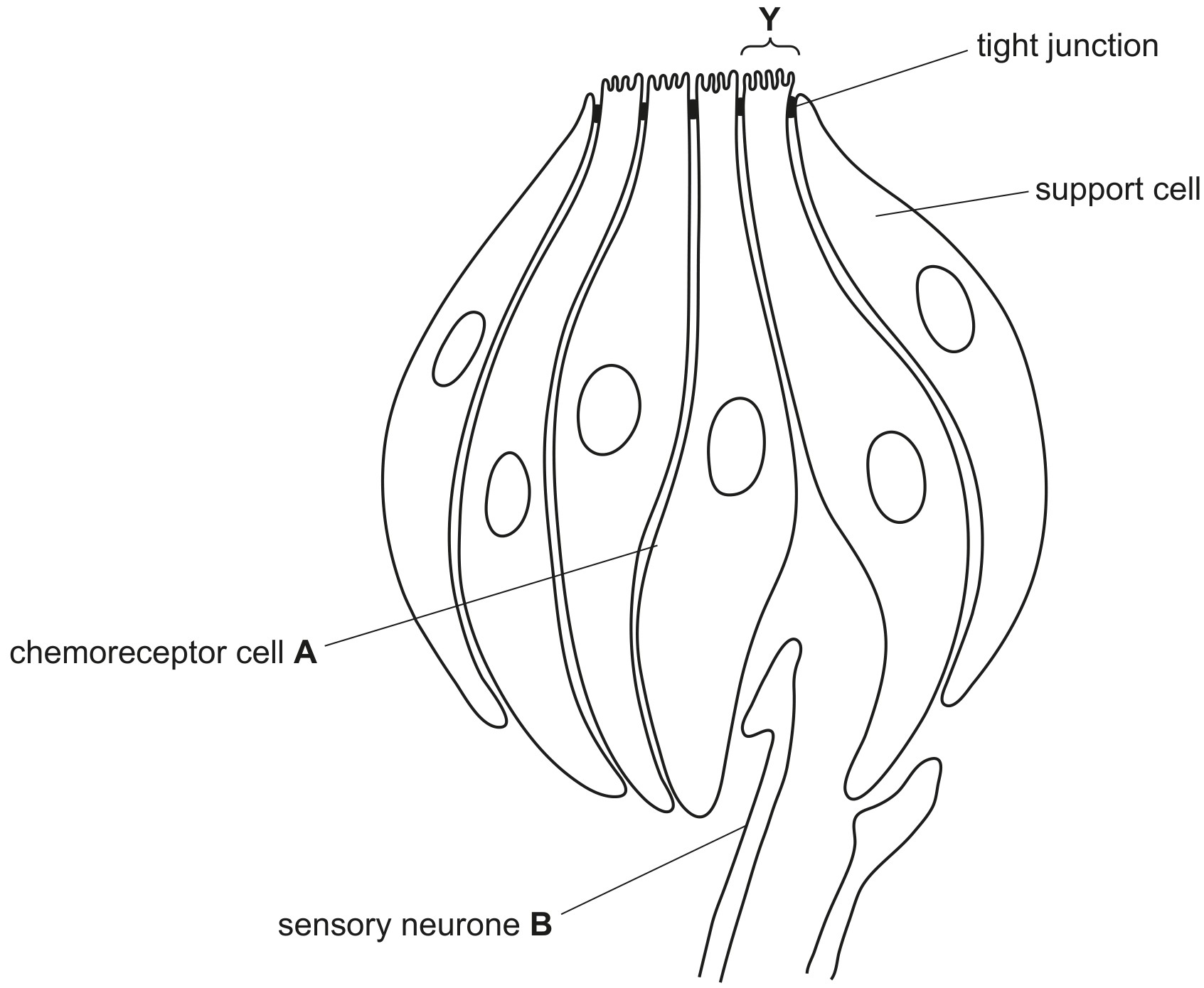 Fig. 6.1 is a diagram of chemoreceptor cells in a taste bud.