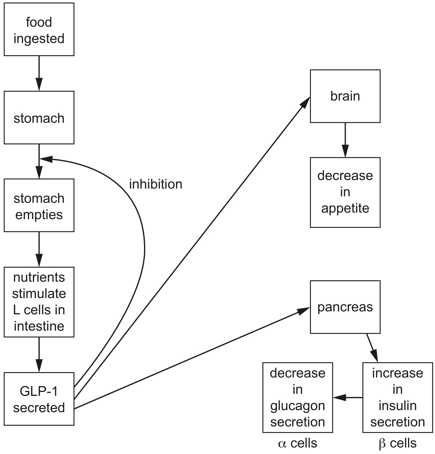 Fig. 6.1 outlines the secretion of GLP-1 and its effects on the pancreas, brain and stomach.