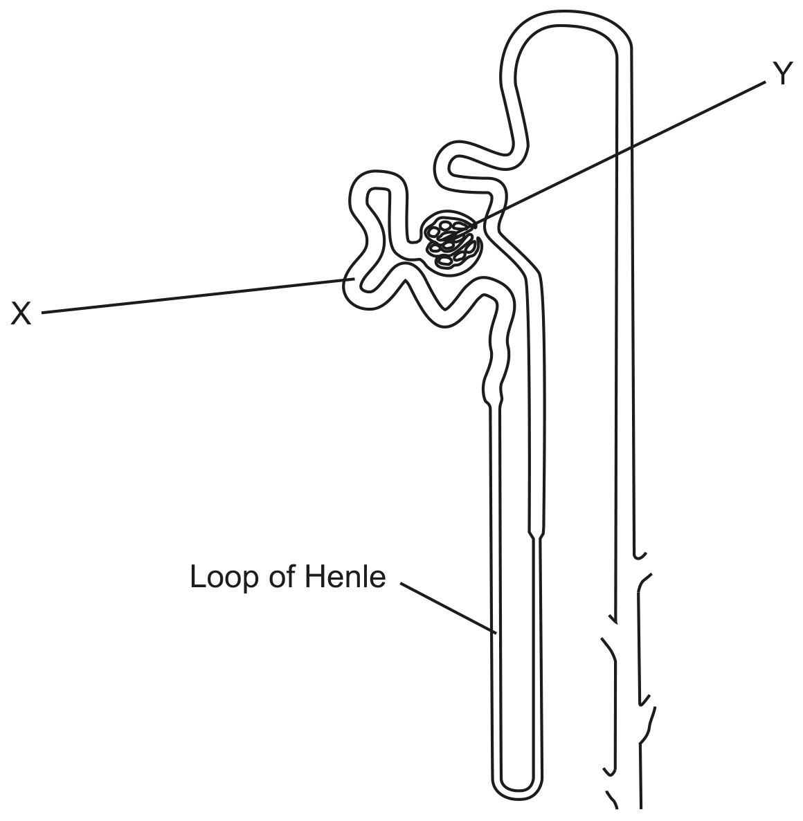 Figure for Question 1 — IB Biology HL