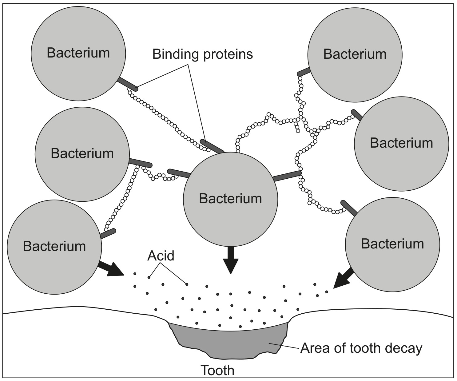 Figure for Question 1 — IB Biology SL