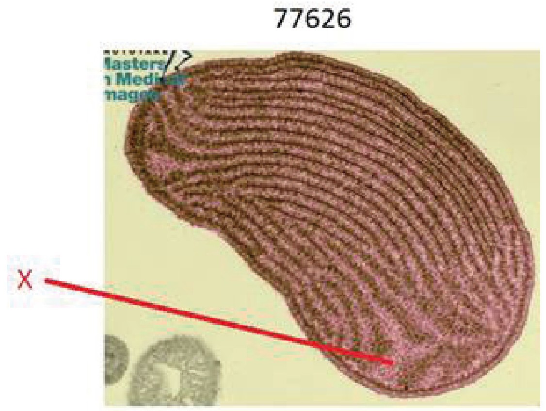 Figure for Question 4 — IB Biology SL
