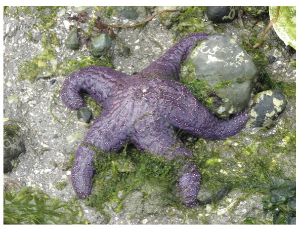 Pisaster ochraceus