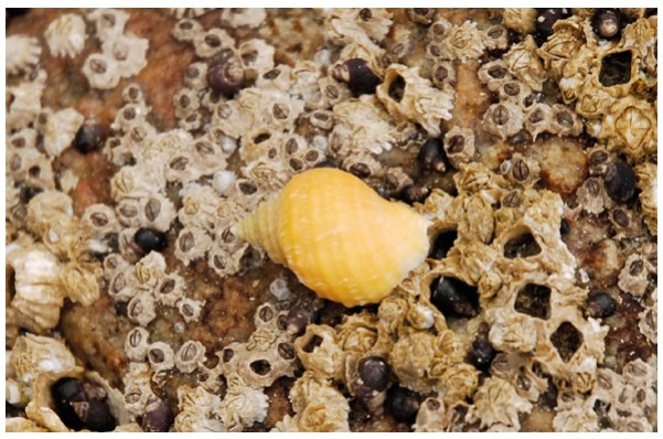 Nucella ostrina